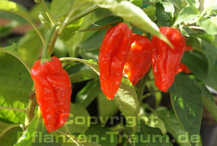 Chilisamen Bhut Jolokia Capsicum chinense Schärfe 10++